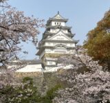 <span class="title">昨日の姫路城の桜</span>